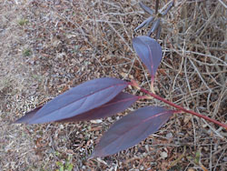 14_0130_rengyo2.jpg