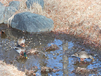 14_0131_magamo1.jpg