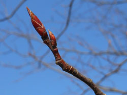 14_0201_juneberry2.jpg