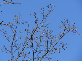 14_0202_yamabousi1.jpg