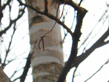 14_0204_sirakaba3.jpg