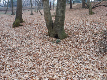 14_0205_zoukibayasi1.jpg
