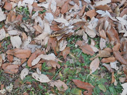 14_0205_zoukibayasi2.jpg
