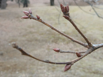 14_0208_konara1.jpg