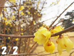 14_0208_s_robai1.jpg