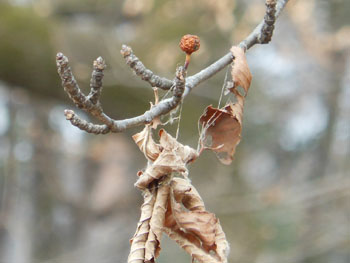 14_0209_aohada3.jpg