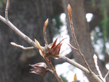 14_0209_natutubaki.jpg