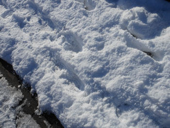 14_0211_yuki02.jpg
