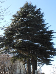 14_0212_himaraya_s.jpg