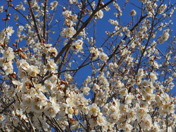 14_0213_ume01.jpg