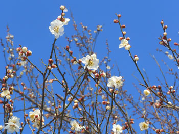 14_0213_ume09.jpg