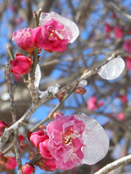 14_0214_ume4.jpg
