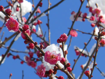14_0215_koubai2.jpg
