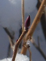 14_0215_tosa_m1.jpg