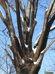 14_0219_keyaki2.jpg