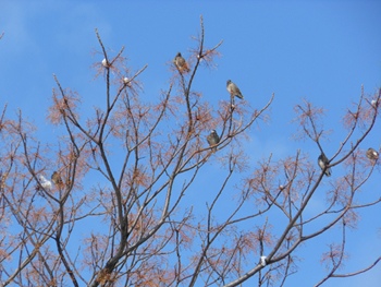 14_0224_mukudori2.jpg
