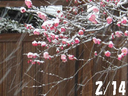 14_0225_ooyuki01.jpg