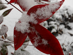 14_0225_ooyuki03.jpg