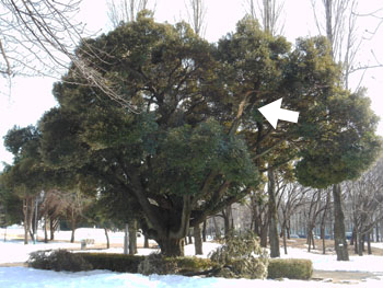 14_0227_park03.jpg