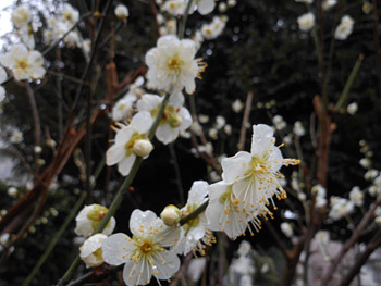 14_0302_ryokugaku1.jpg