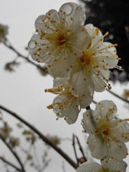 14_0302_ryokugaku2.jpg