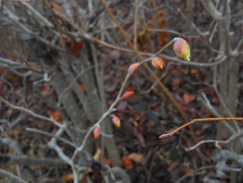14_0306_tosa_m1.jpg