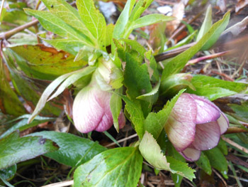 14_0307_helleborus7.jpg