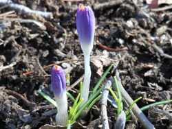 14_0311_crocus.jpg