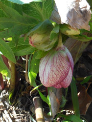 14_0311_helleborus4.jpg