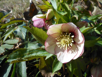14_0311_helleborus5.jpg