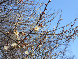 14_0312_hakubai1.jpg