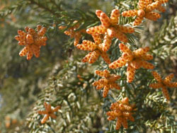 14_0314_sugi2.jpg