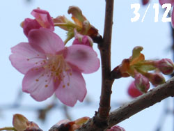 14_0318_kawadu_z1.jpg