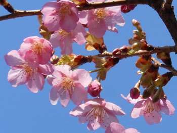 14_0318_kawadu_z5.jpg