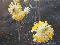 14_0318_mitumata1.jpg