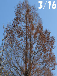 14_0319_metasequoia.jpg