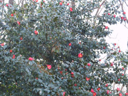 14_0319_y_tubaki1.jpg