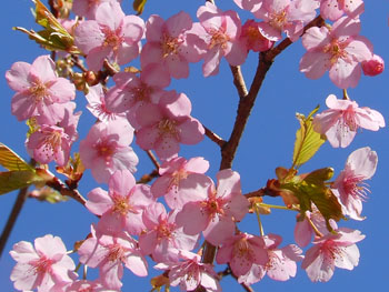 14_0326_kawadu_z5.jpg