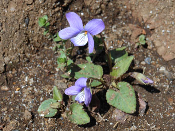14_0326_kosumire2.jpg