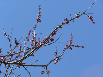 14_0331_anzu2.jpg