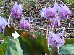 14_0407_katakuri13.jpg