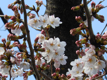 14_0408_sakura3.jpg