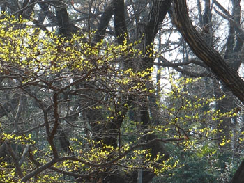 14_0409_egonoki.jpg