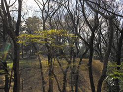 14_0409_zokibayasi2.jpg