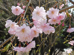 14_0411_sakura07.jpg
