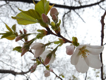 14_0411_sakura10.jpg