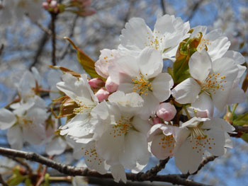 14_0411_sakura11.jpg