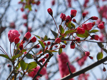 14_0413_hanakaido1.jpg