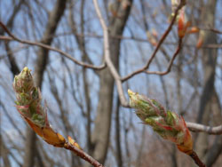 14_0413_juneberry.jpg