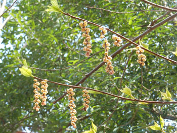 14_0414_kibusi2.jpg